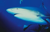 5 Fun Facts About Sharks